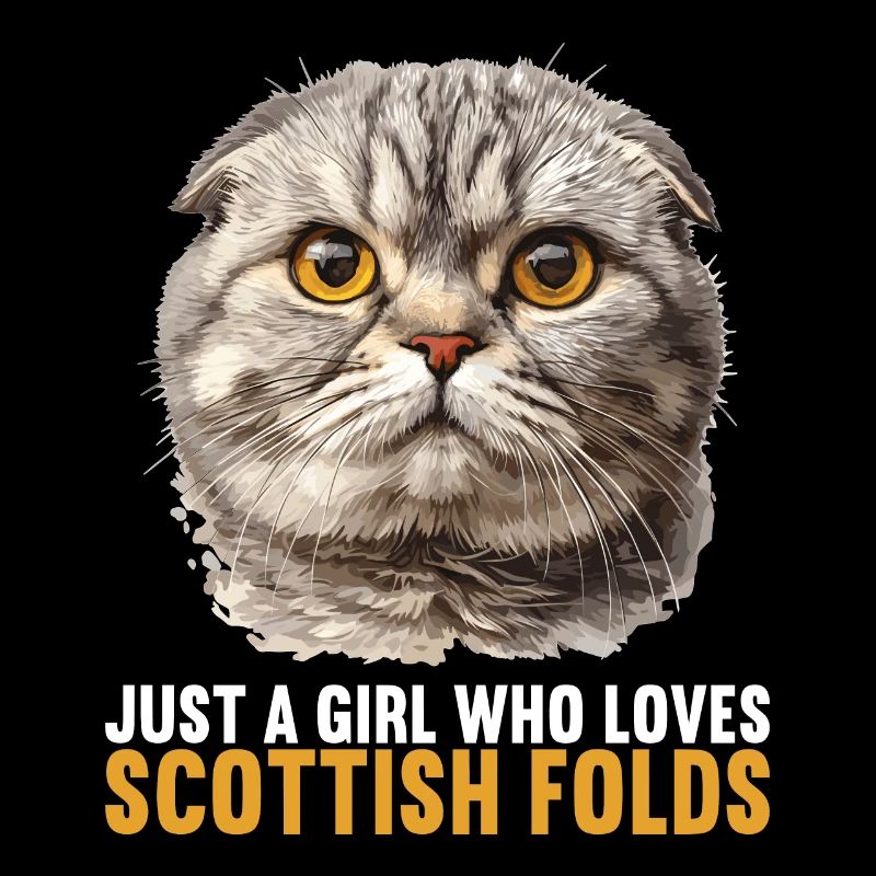 Scottish Fold Kitten Scottish Fold Cat