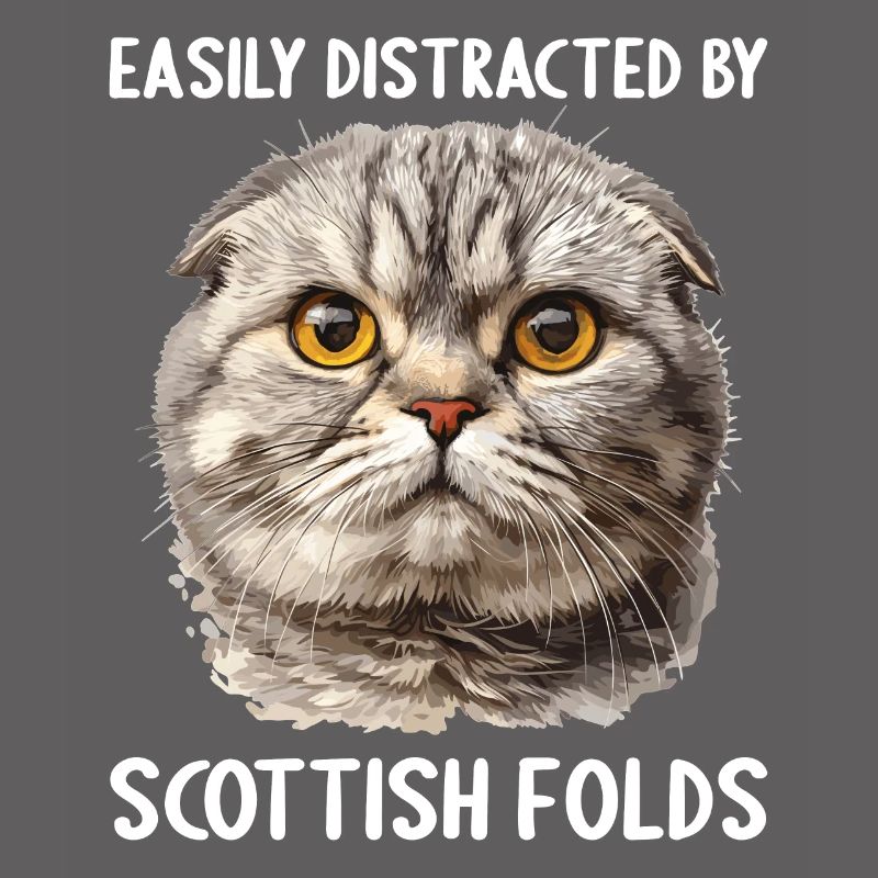 Scottish Fold Kätzchen Scottish Fold Katze