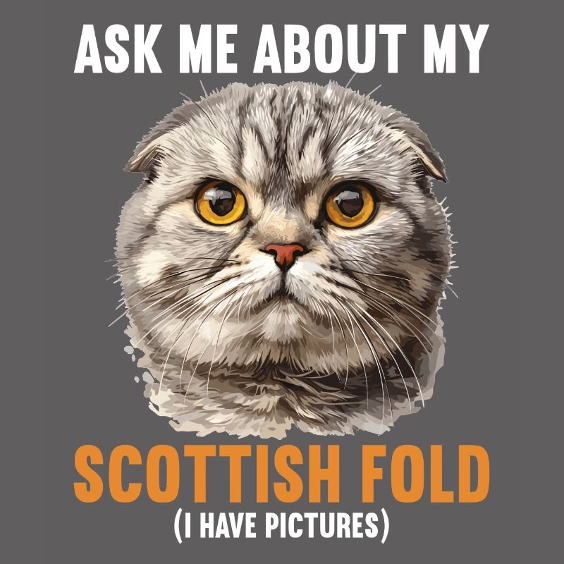 Scottish Fold Kätzchen Scottish Fold Katze