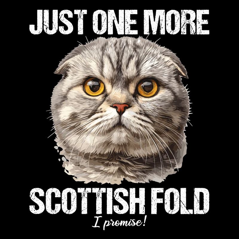 Scottish Fold Kitten Scottish Fold chat
