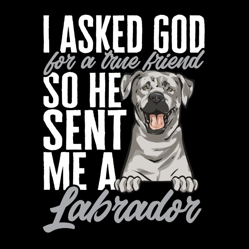 Silver Labrador Retriever Silver Lab