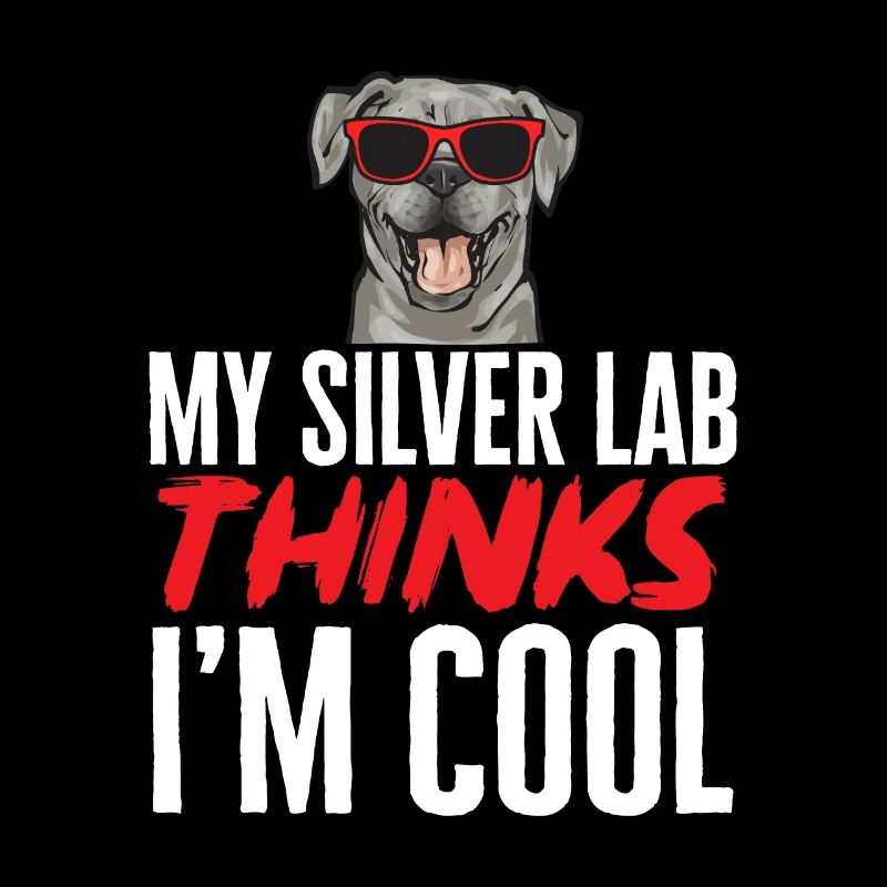 Silver Labrador Retriever Silver Lab