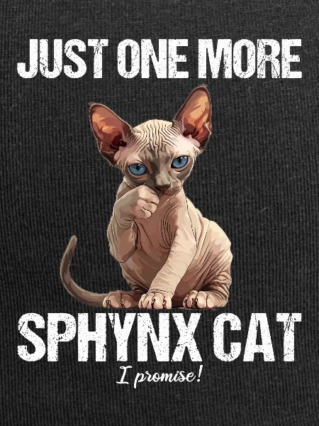 Sphynx Kitten Sphynx Cat