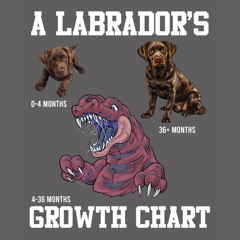 Labrador Lovers Labrador GROWTH CHART