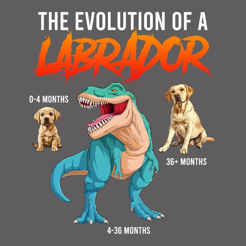 Labrador Fan L’ÉVOLUTION D’UN LABRADOR Dino