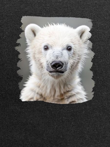 Polar Bear Eisbären Eisbär