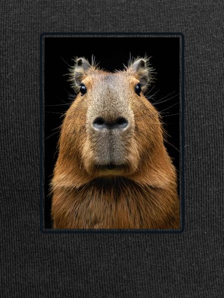 Capybaras Capybara