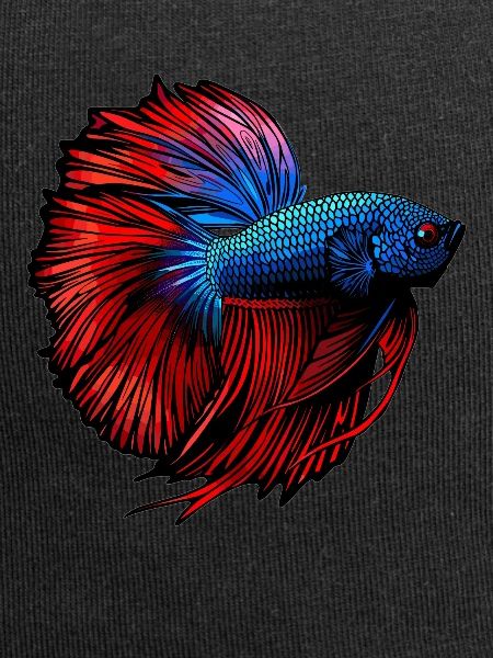 Bettas Betta Fish Betta