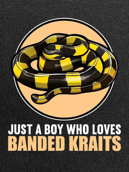 Banded Krait Gebänderter Krait