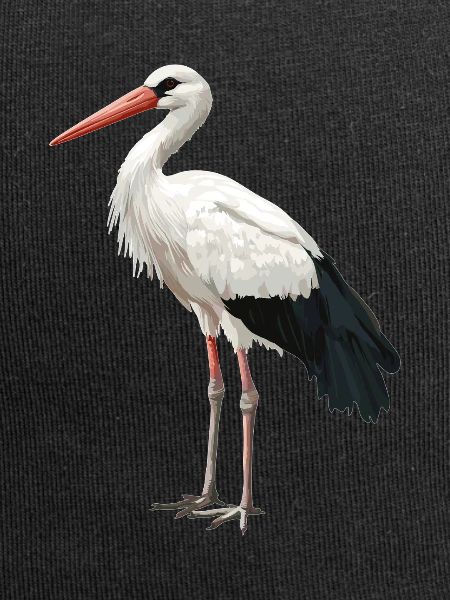 Storks Stork