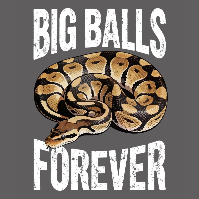 Königspython Schlangen Liebhaber Terrarium Python