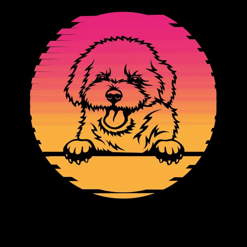 Bichon Frise