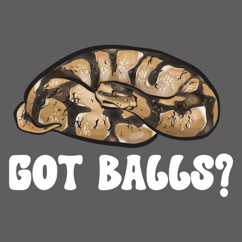 Ball Python Schlange Königspython