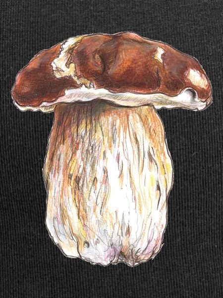 Boletus / boletus / fungi