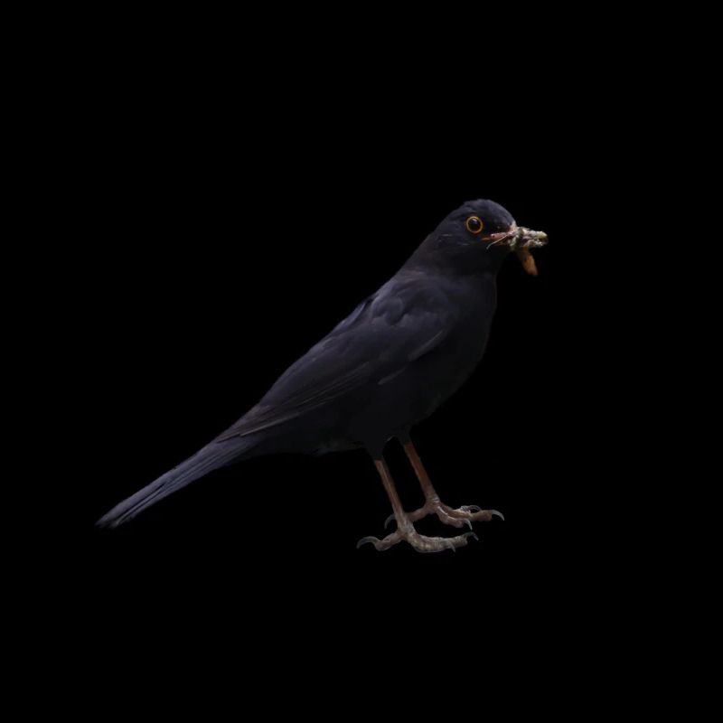 Vogelknipser Hobbyfotograf