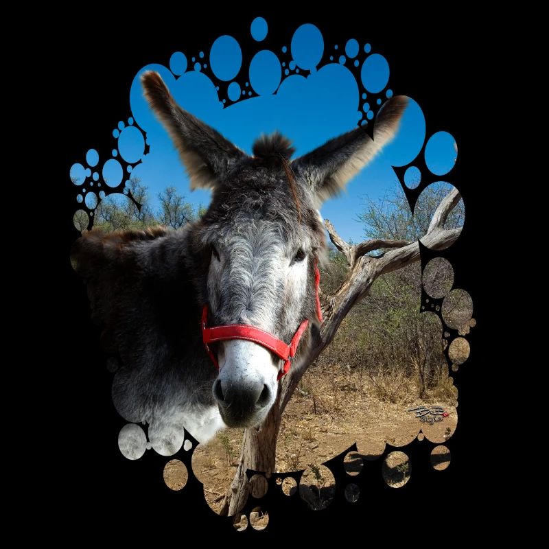 Donkey