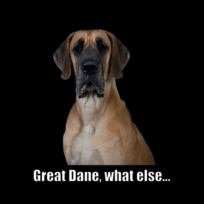 Great Dane, what else...