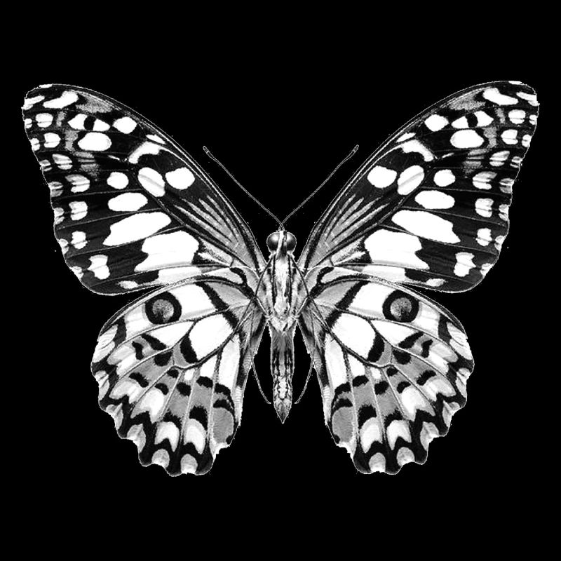 08 butterfly black white black and white