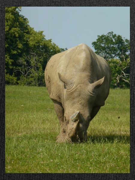 Rhino