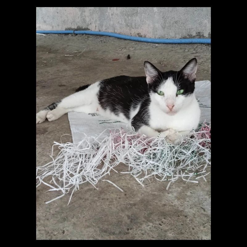 Katzen