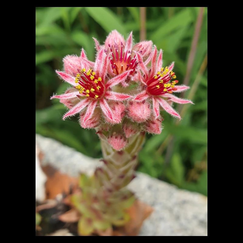 liveforever also hen and chicks Sempervivum