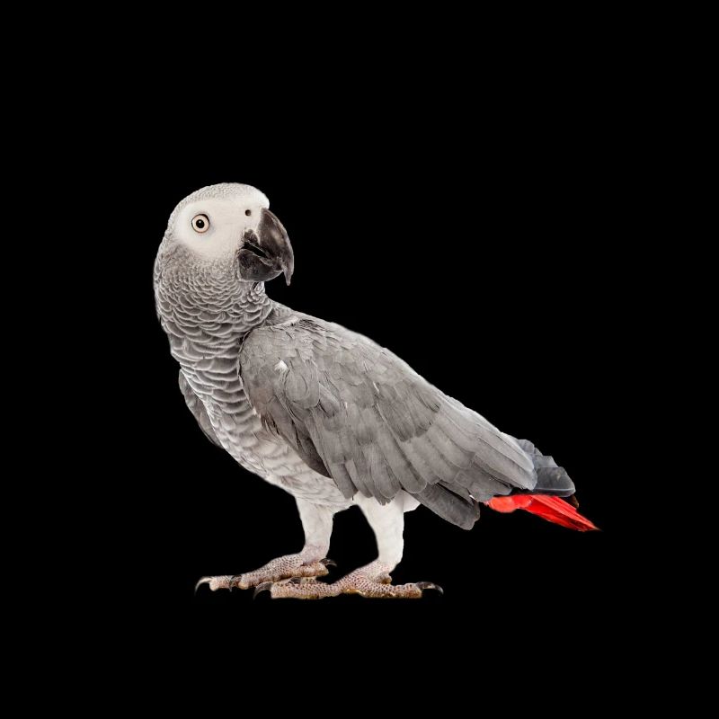 Graupapagei