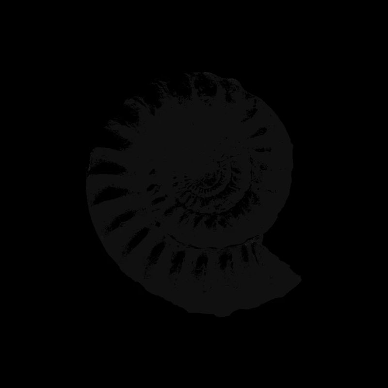 Fossil Gift Idea Ammonite Prehistoric Gift