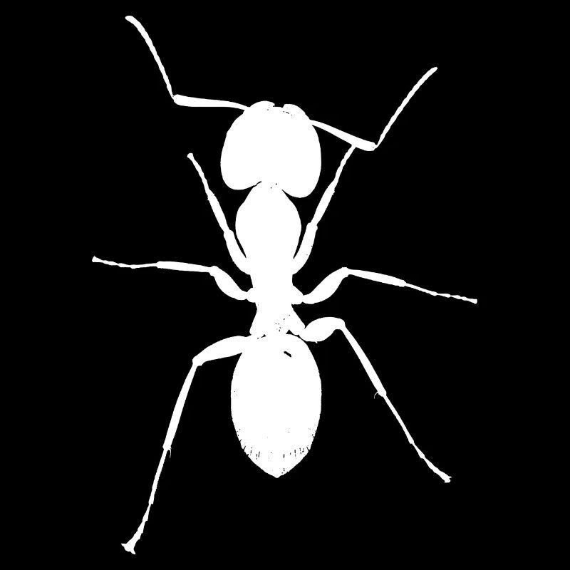 Ant