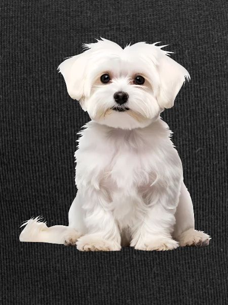 Maltese