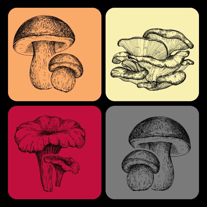 Champignons Connaisseurs de champignons Saison des champignons Cueilleurs de champignons