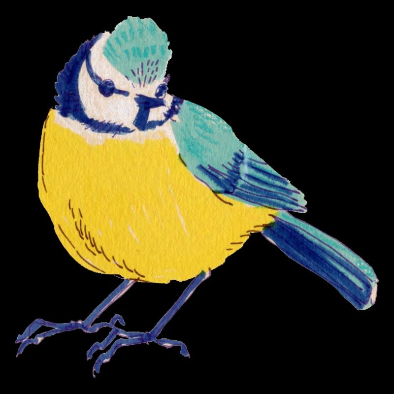 Mésange bleue