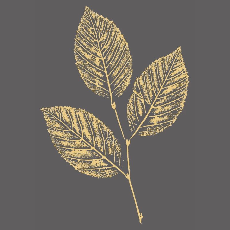 Leaves Beech / Beech Branch BOTANICAL