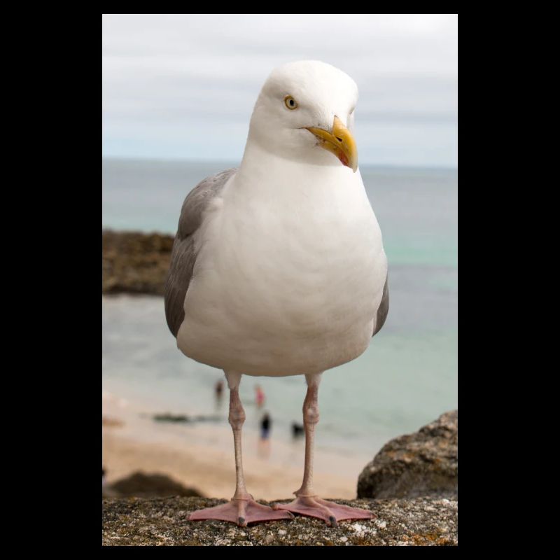 Silbermöwe (Larus argentatus) am Strand Gull