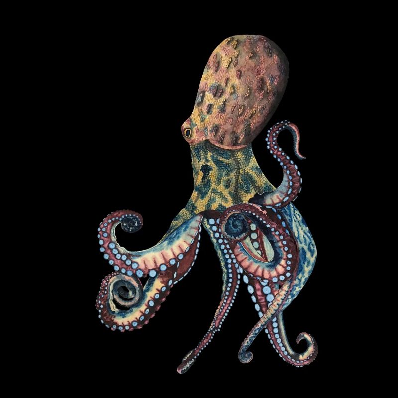 Octopus Squid