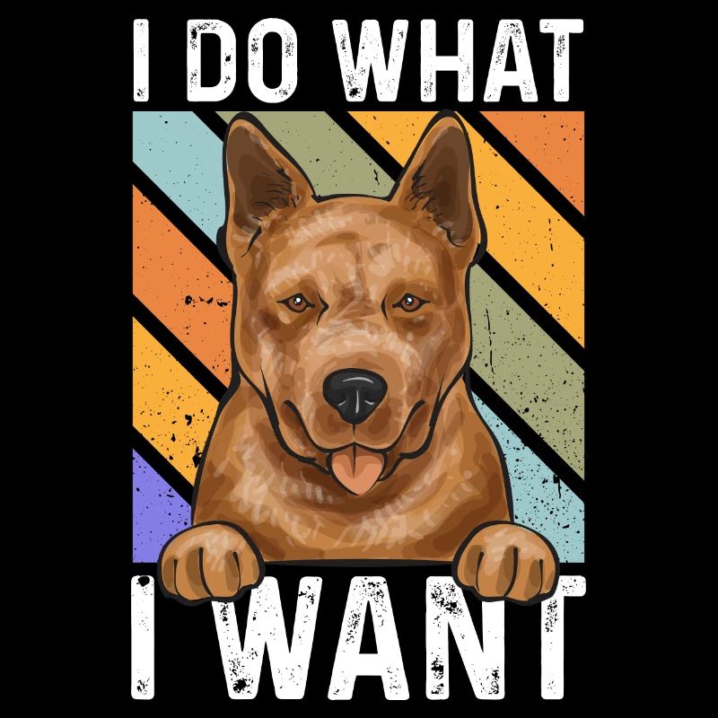 Bouvier australien Red Blue Heeler