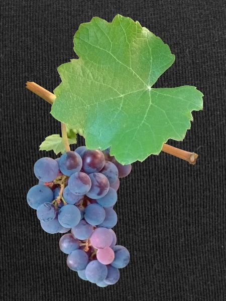 Grapes – fruity elegance