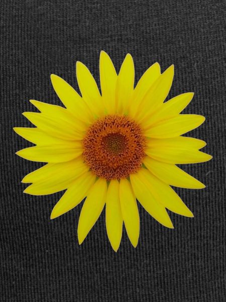 Sonnenblume