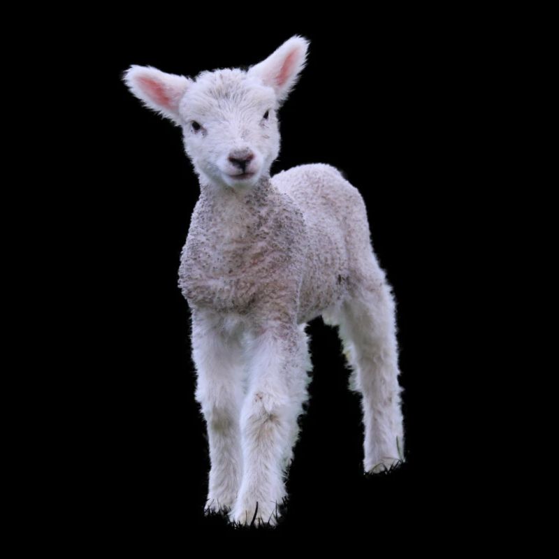 cute lamb - süßes Lamm