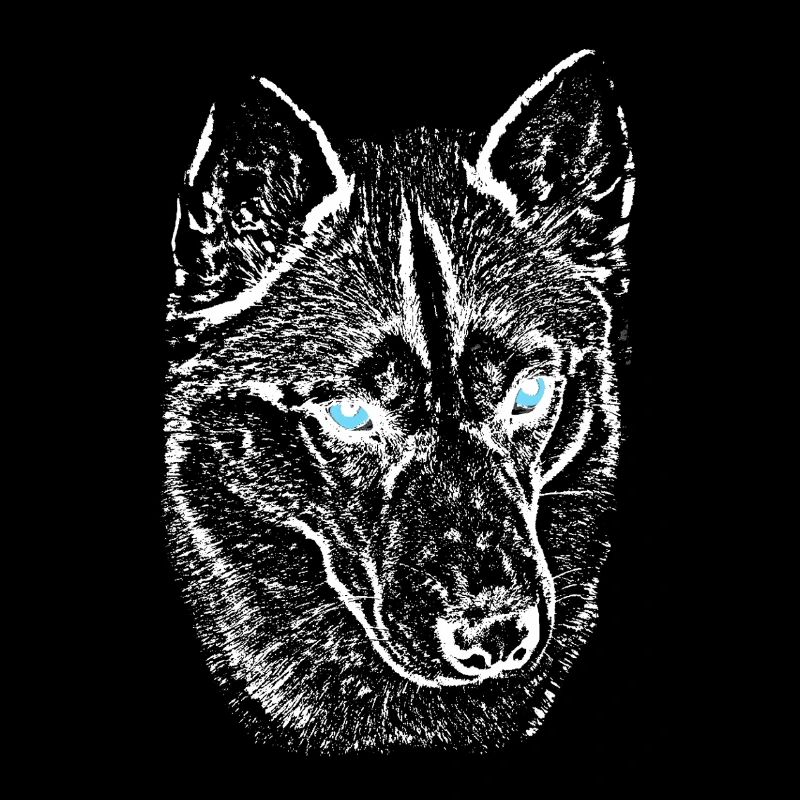 Wolf view in night light husky with blue eyes