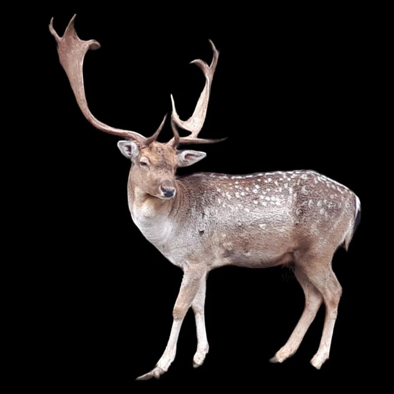 Hirsch