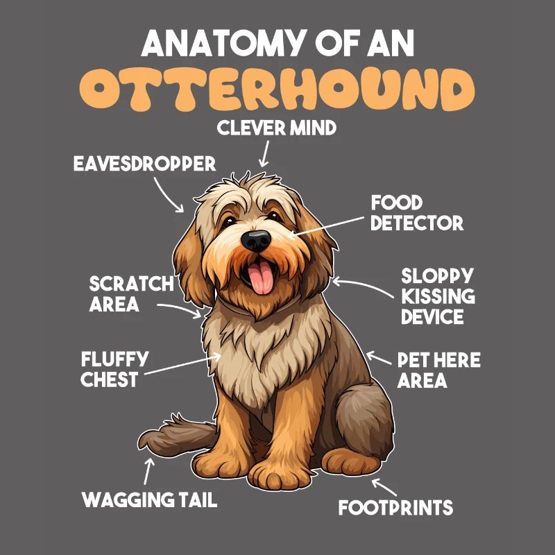 Explication du chien Anatomie d’un lévrier