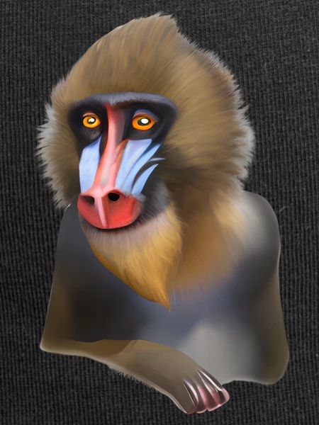 Mandrill Monkey