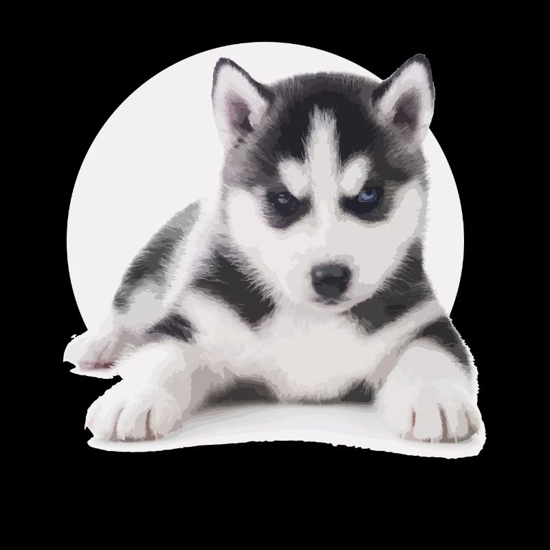 Chiot Husky