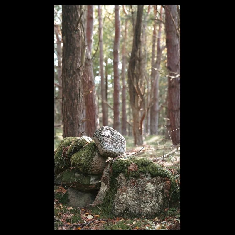 forêt