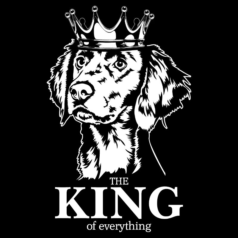 Weimaraner Langhaar King of everything Wilsigns