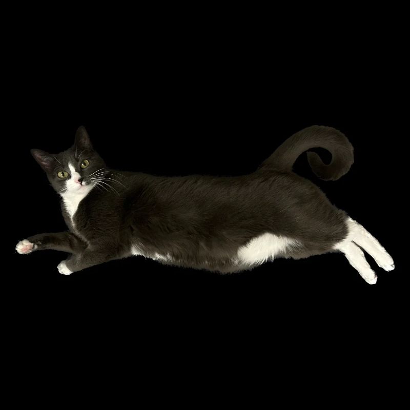 Chat gris blanc