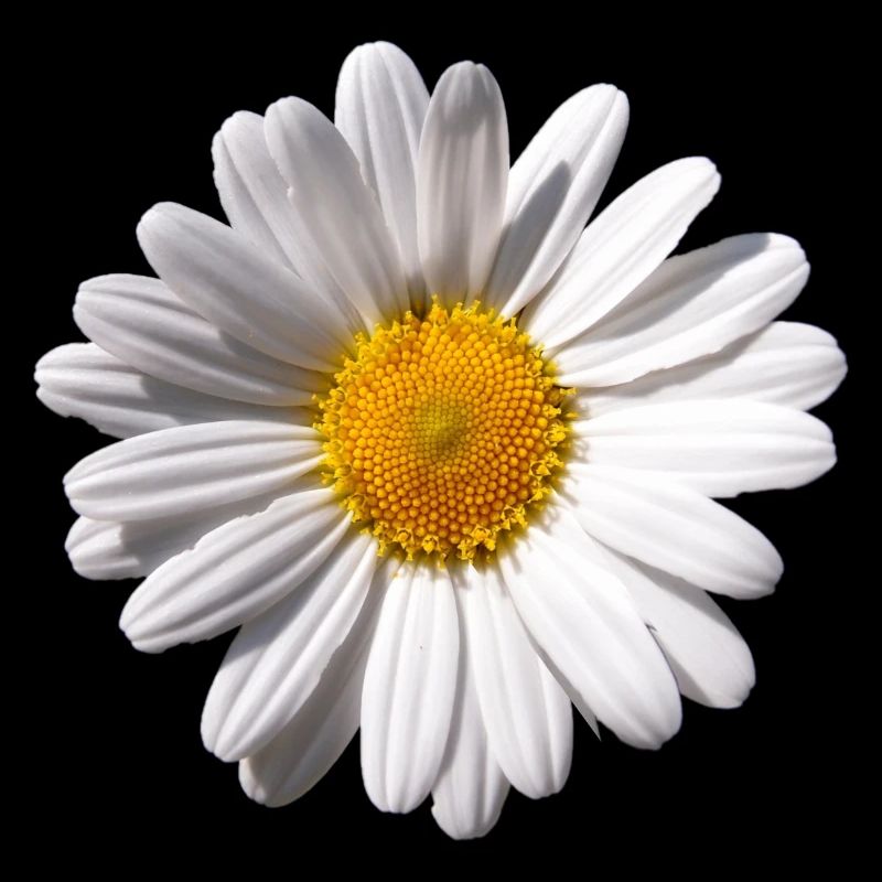 Margarite