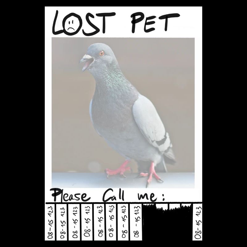 Lost pet please call me