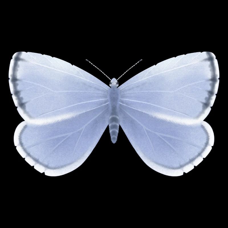 Papillon bleu