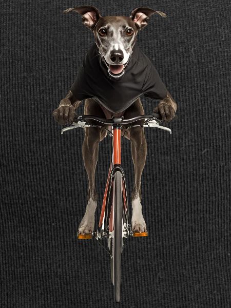 Windhund
